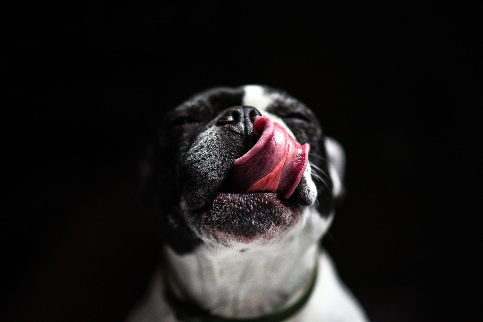 Nahaufnahme eines Hundes, der sich mit der Zunge über die Nase leckt