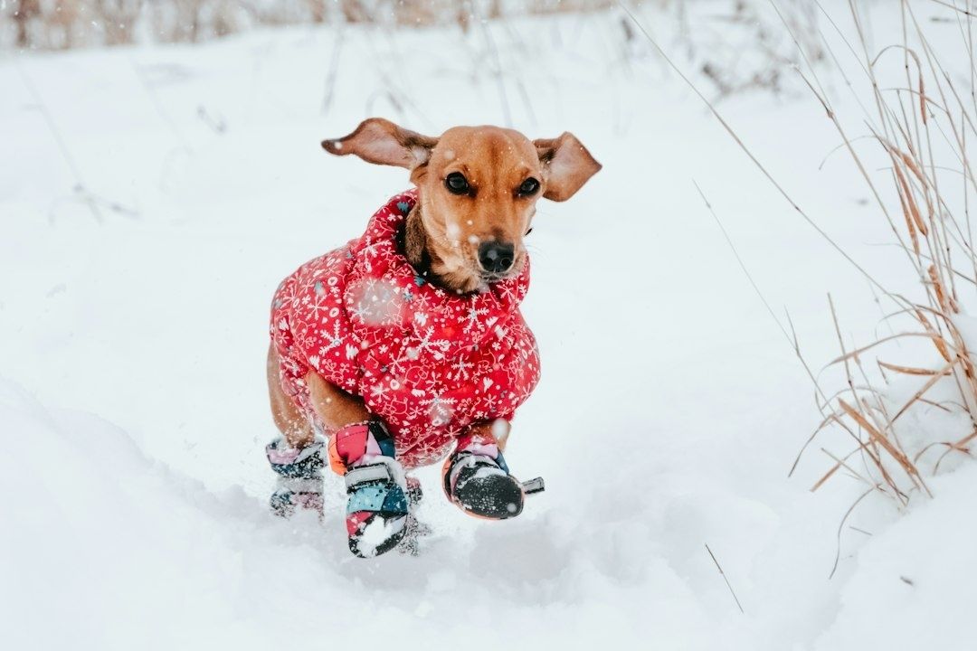 Kleiner Hund im roten Mantel und bunten Pfotenschuhen im Schnee