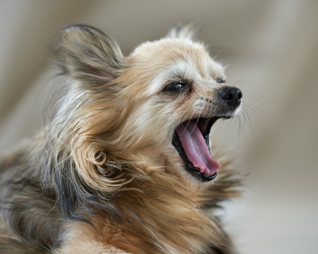 Langhaariger Hund gähnt mit weit geöffnetem Maul und sichtbarer Zunge