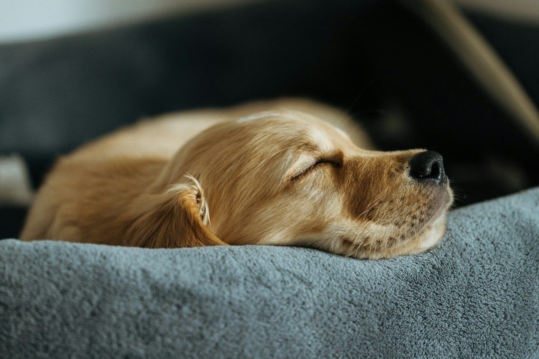 Ruhender Hund mit geschlossenen Augen auf einer weichen Decke