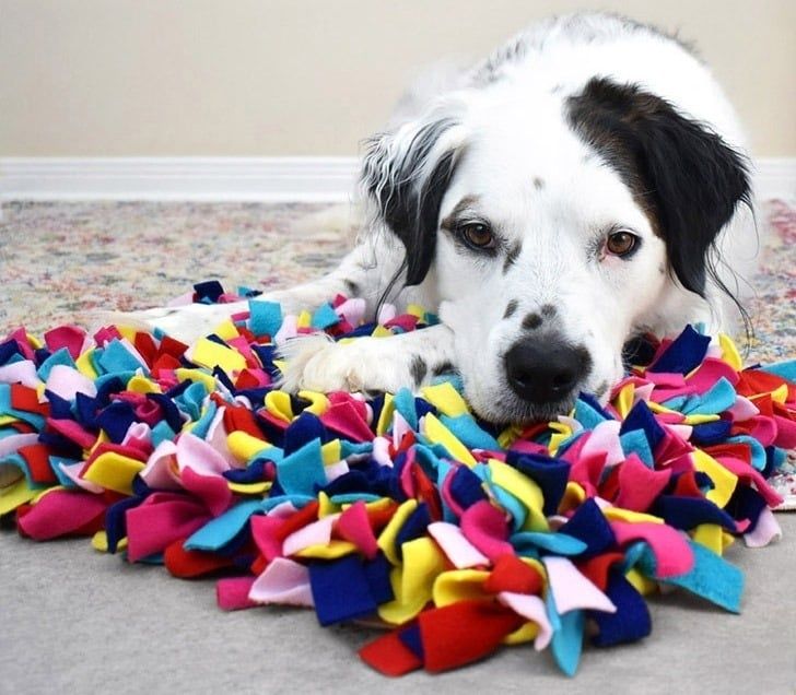 Hund liegt auf einem bunten Schnüffelteppich im Haus