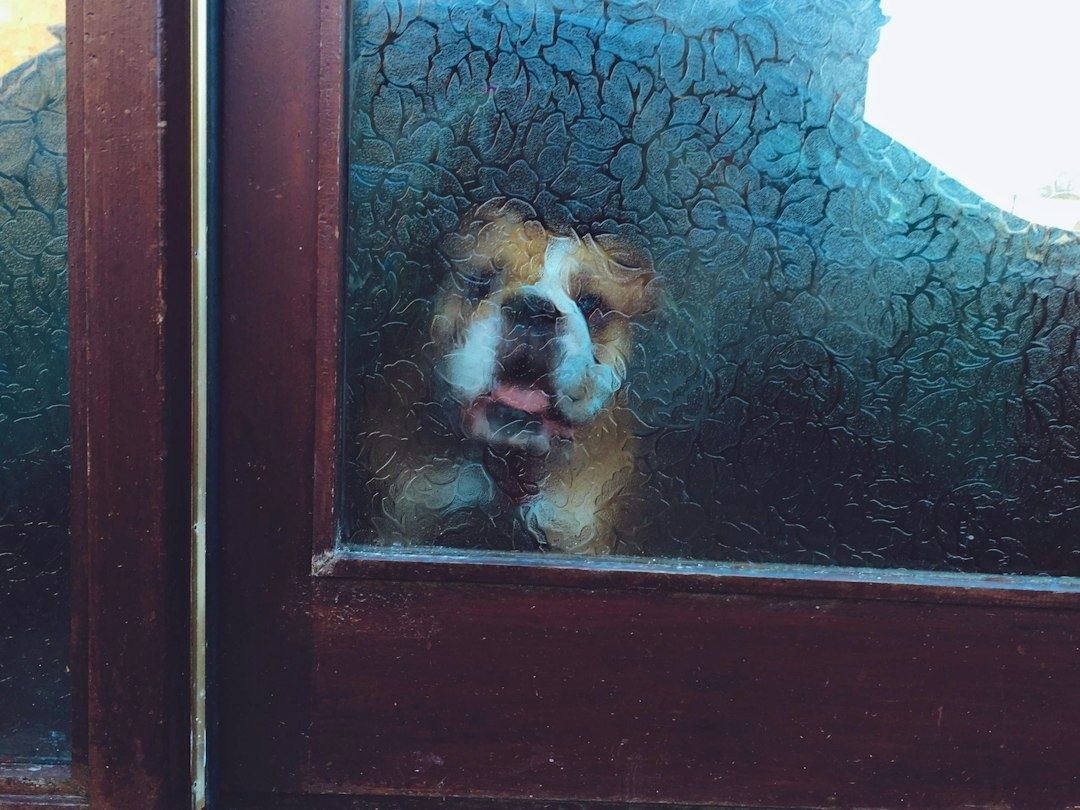 Hund schaut durch eine strukturierte Glasscheibe einer Haustür