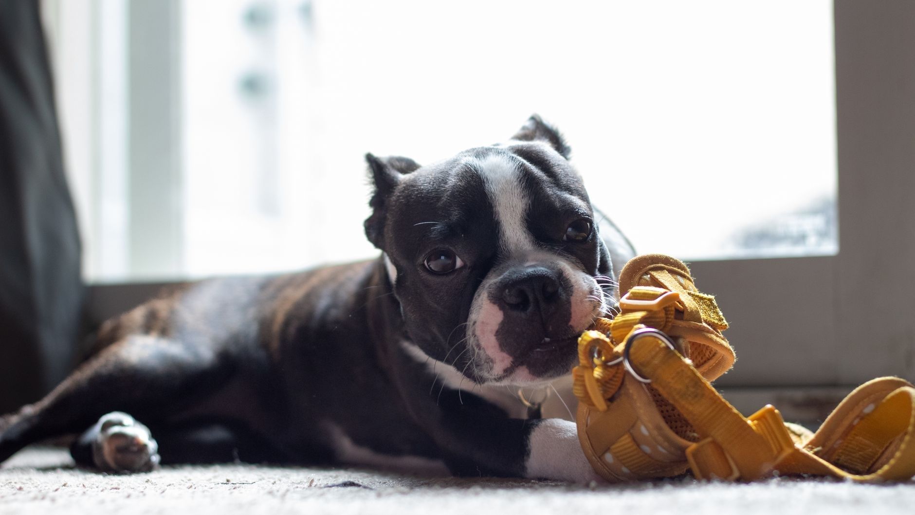 Schwarz-weißer Hund liegt drinnen neben einem gelben Geschirr
