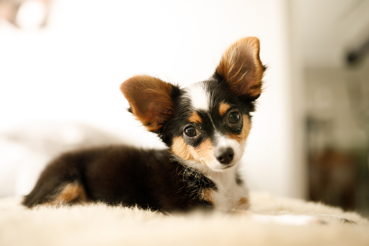 Begleiter Furs Leben Das Lowchen Und Der Chihuahua Blauen Welle Com